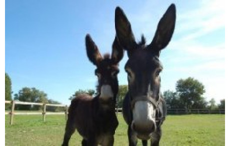 Championnat régional de cross